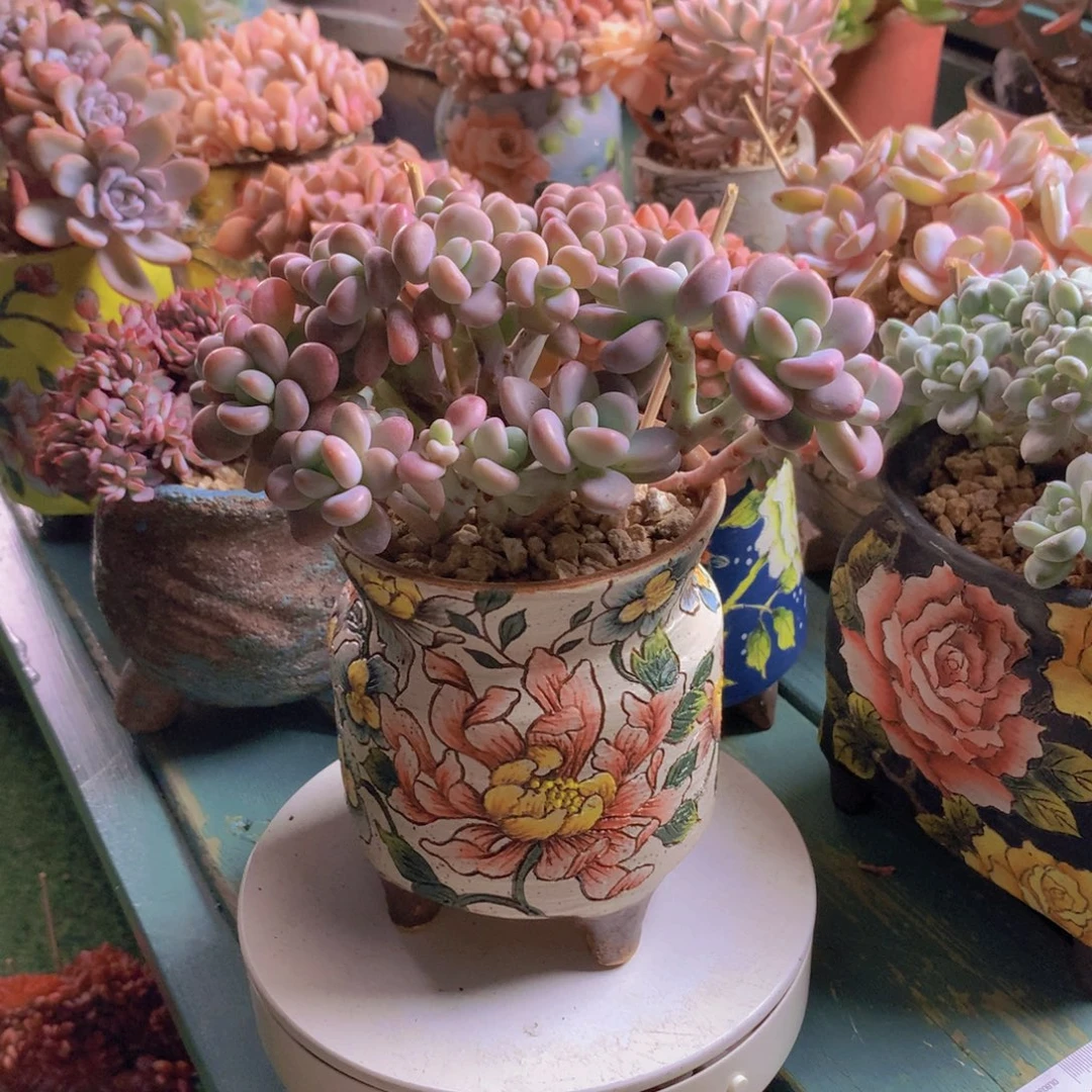 香水洛神无砍自然群