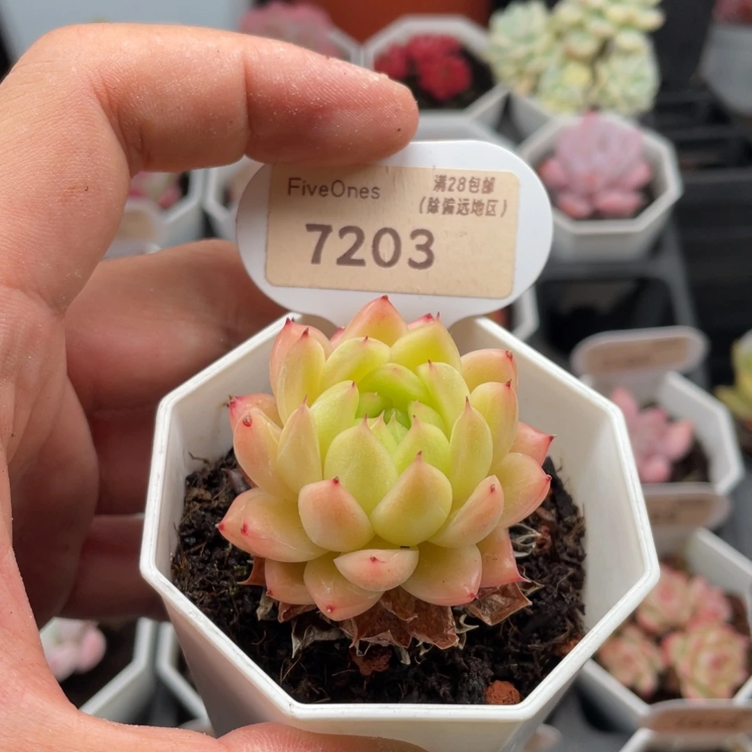 晴空珍妮7203-5厘米