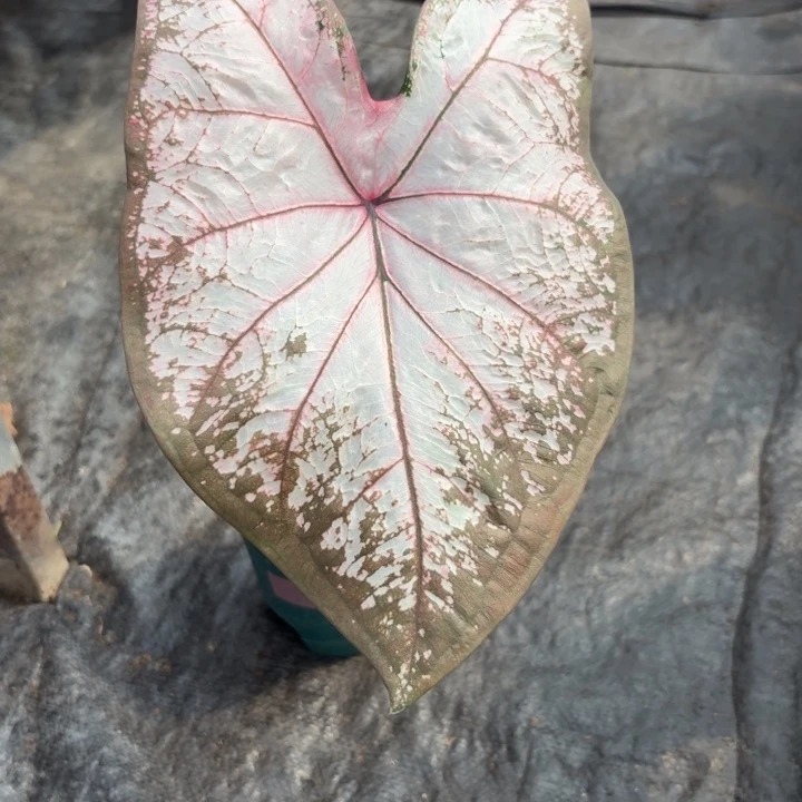 完全开放泰国彩叶芋22