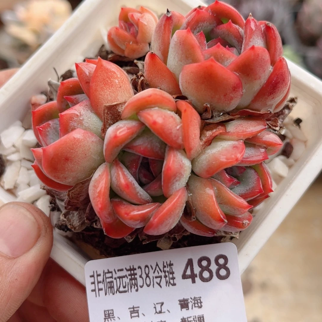 488莎莎女王德华多肉
