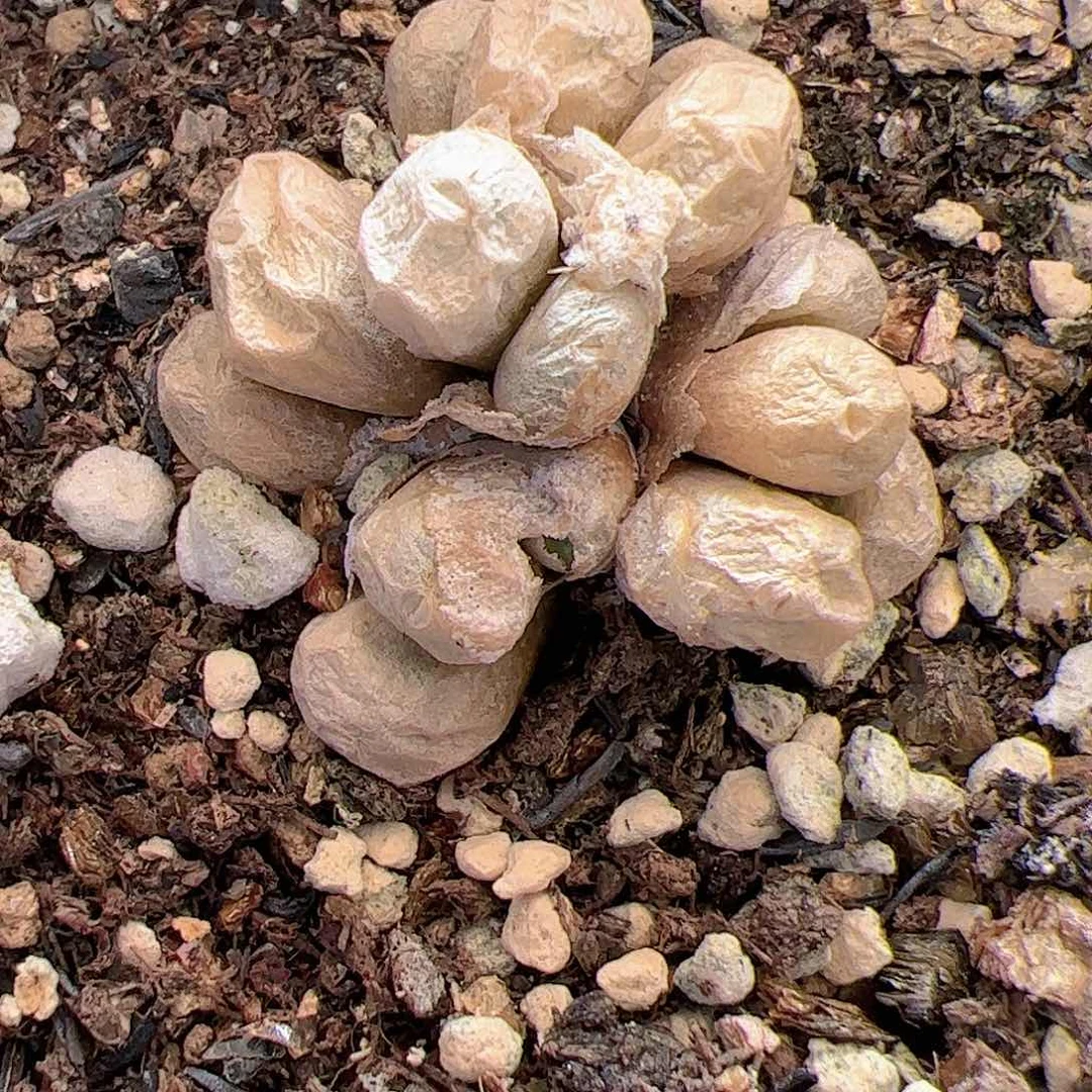 【闪购商品】312 饺子皮