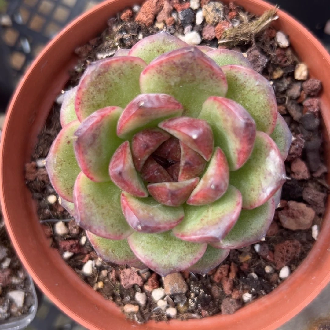 黑水晶精控多肉一物一拍