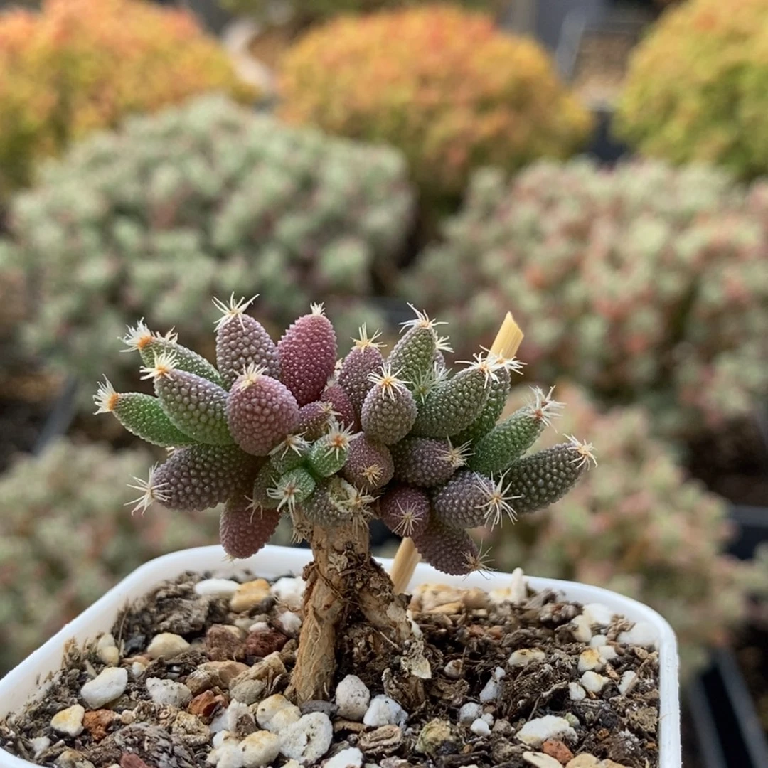 猫*实生玉米1318枝干番杏