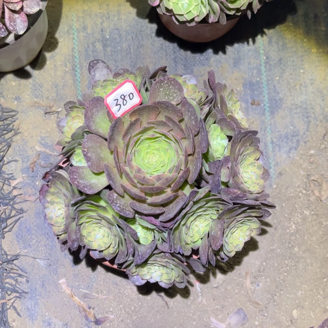 380多肉植物雨荷