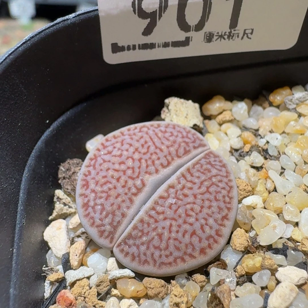Ssss精品生石花901