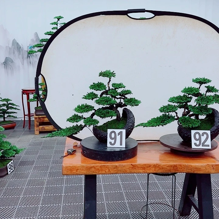 无花朵松柏盆景一物一拍