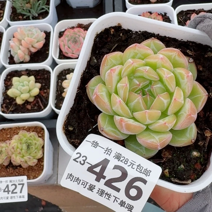 雪花珍妮无盆土无盆土发货