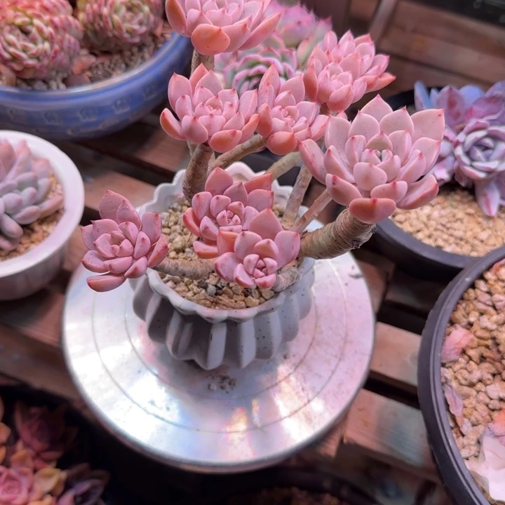 钱****士红粉家人多肉植物dtdgvhh