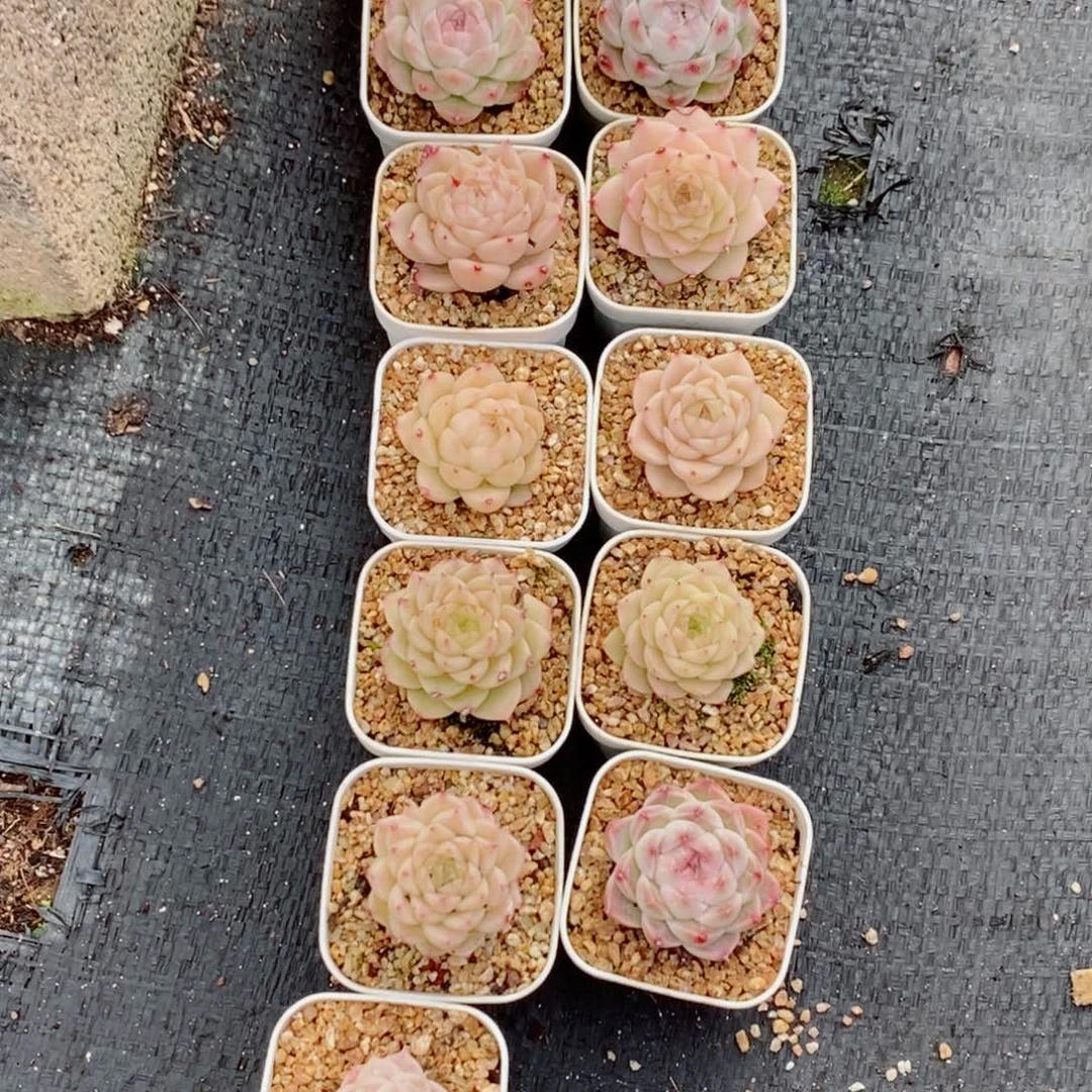 92-838多肉多肉多肉多肉多肉多