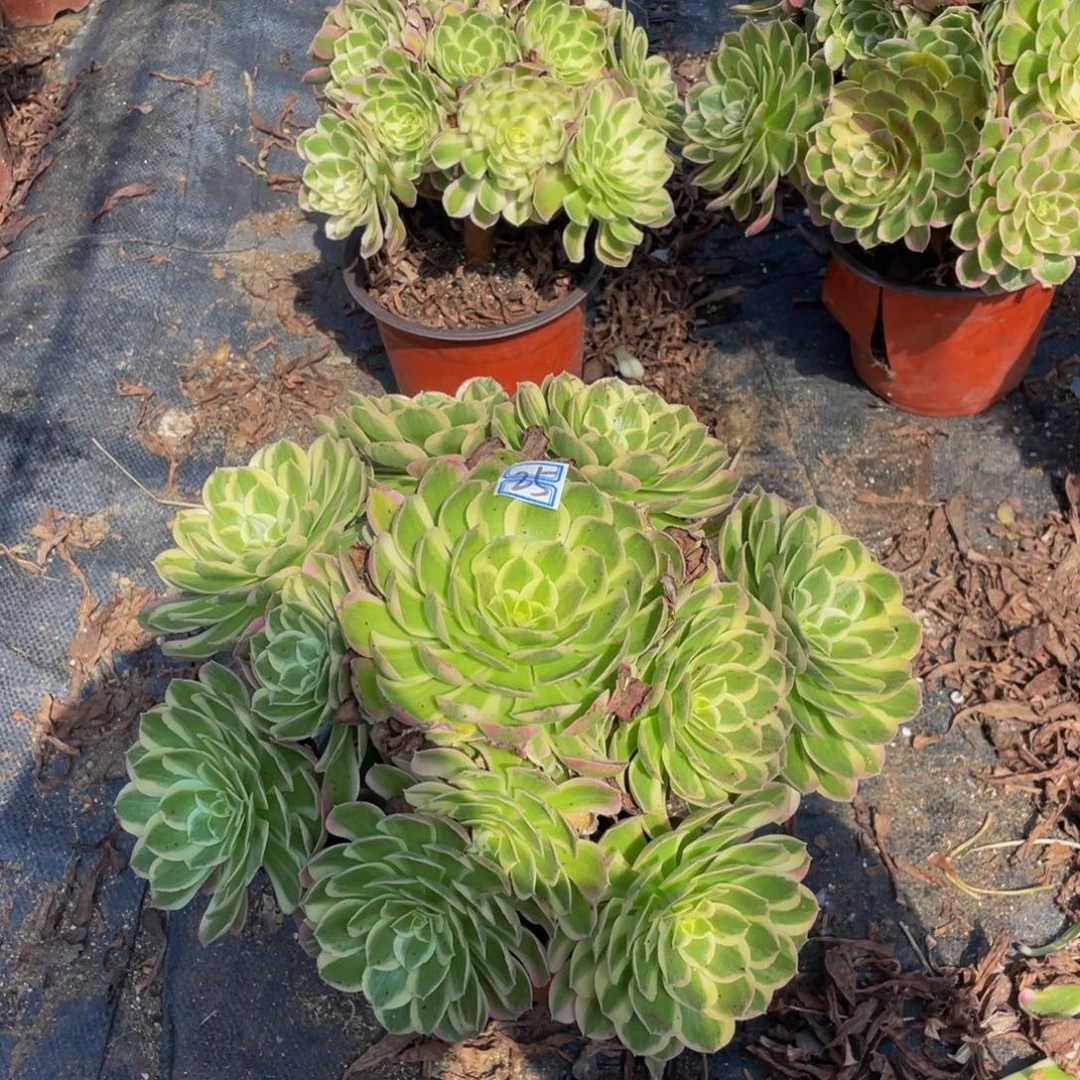 25鲜花老桩鲜花老桩