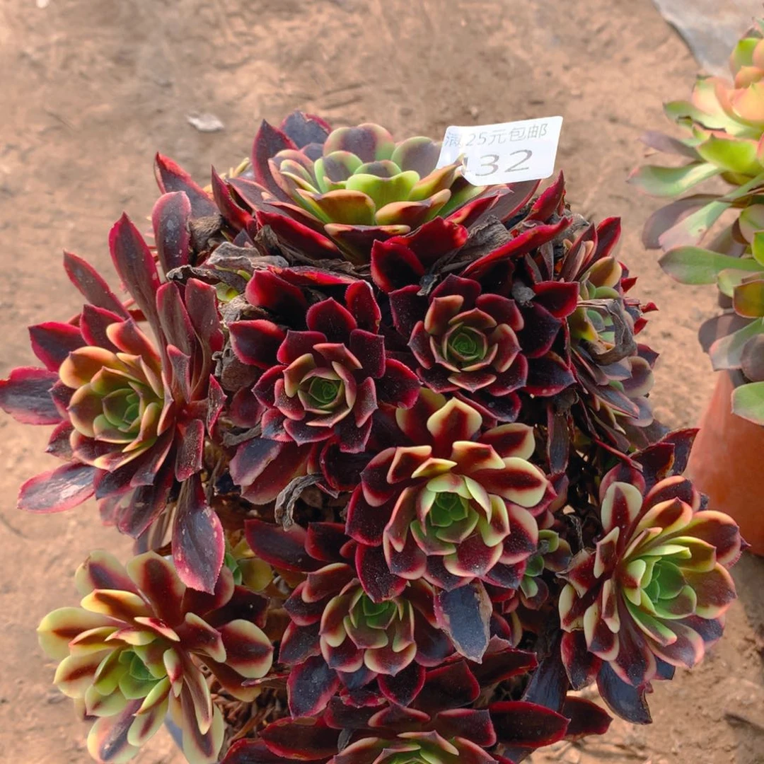 432欧佳丽老桩多肉植物