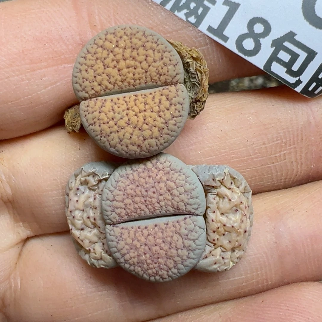 【闪购商品】656…..