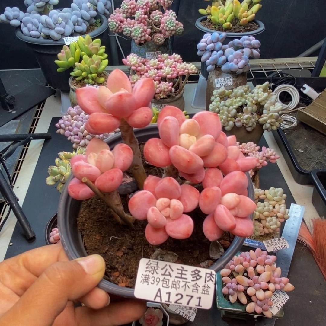 271樱花洛神多肉9c m