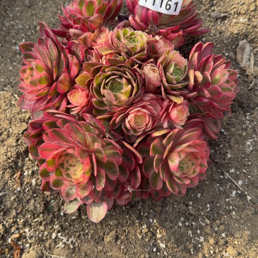 1161荔枝。多肉植物