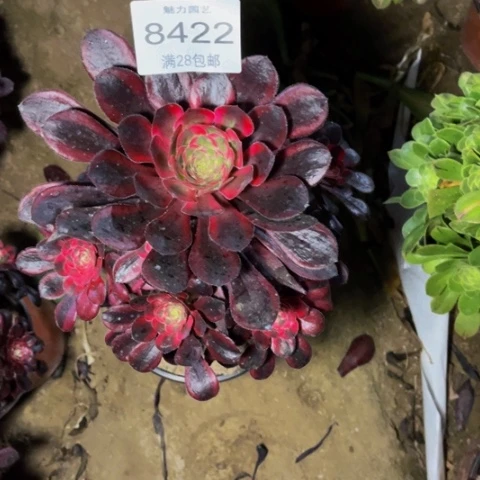 丽娜多肉多肉肉8422