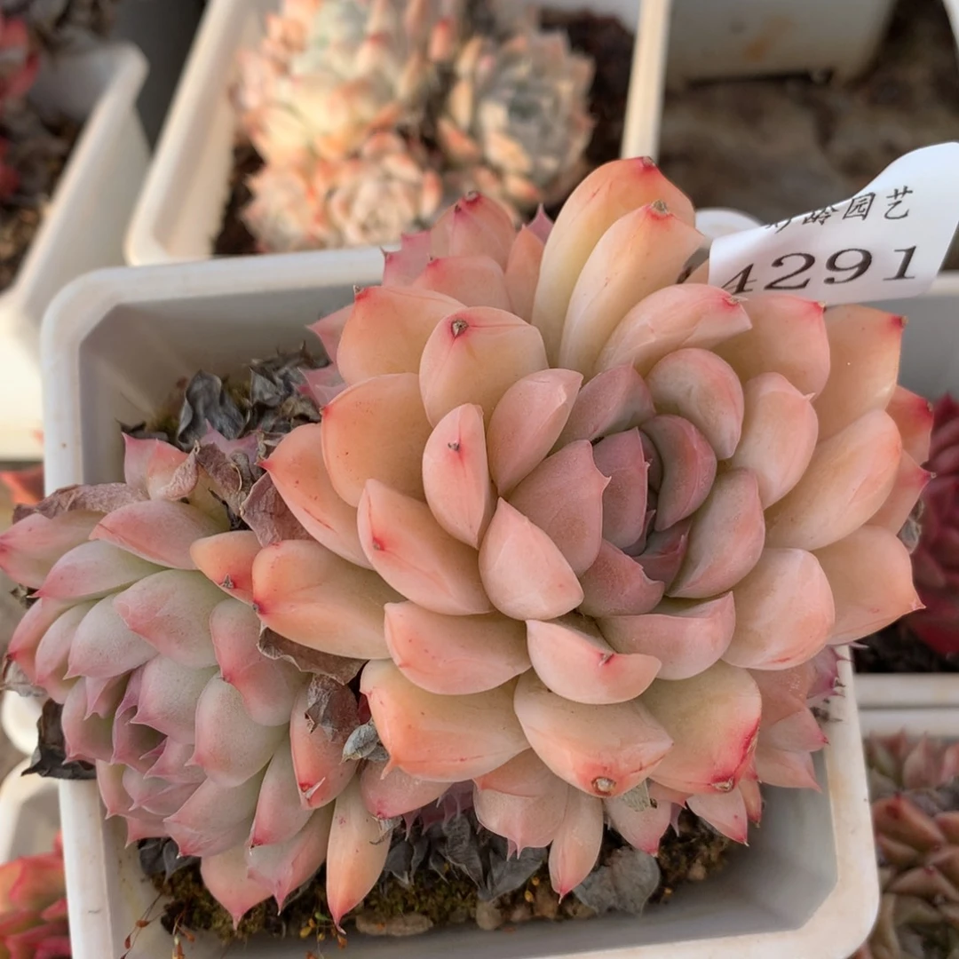 4291杂交多肉植物