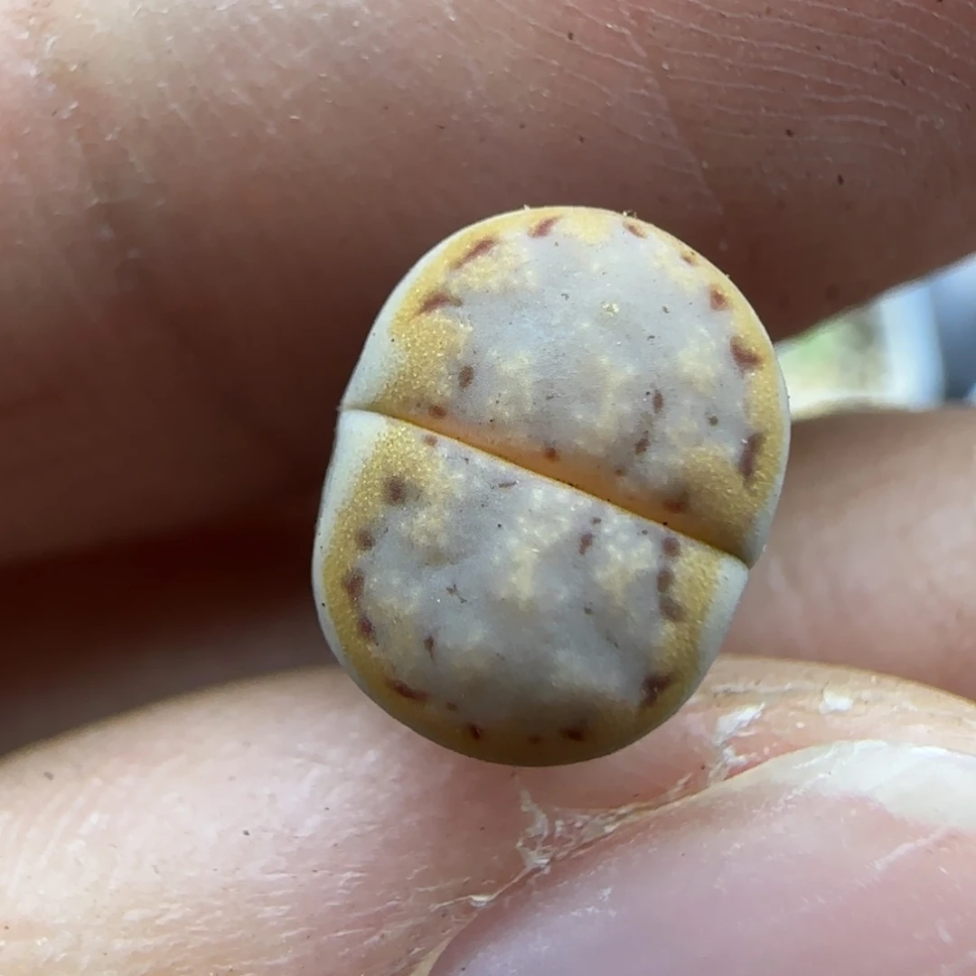 637小个子饼干清框福利30包邮