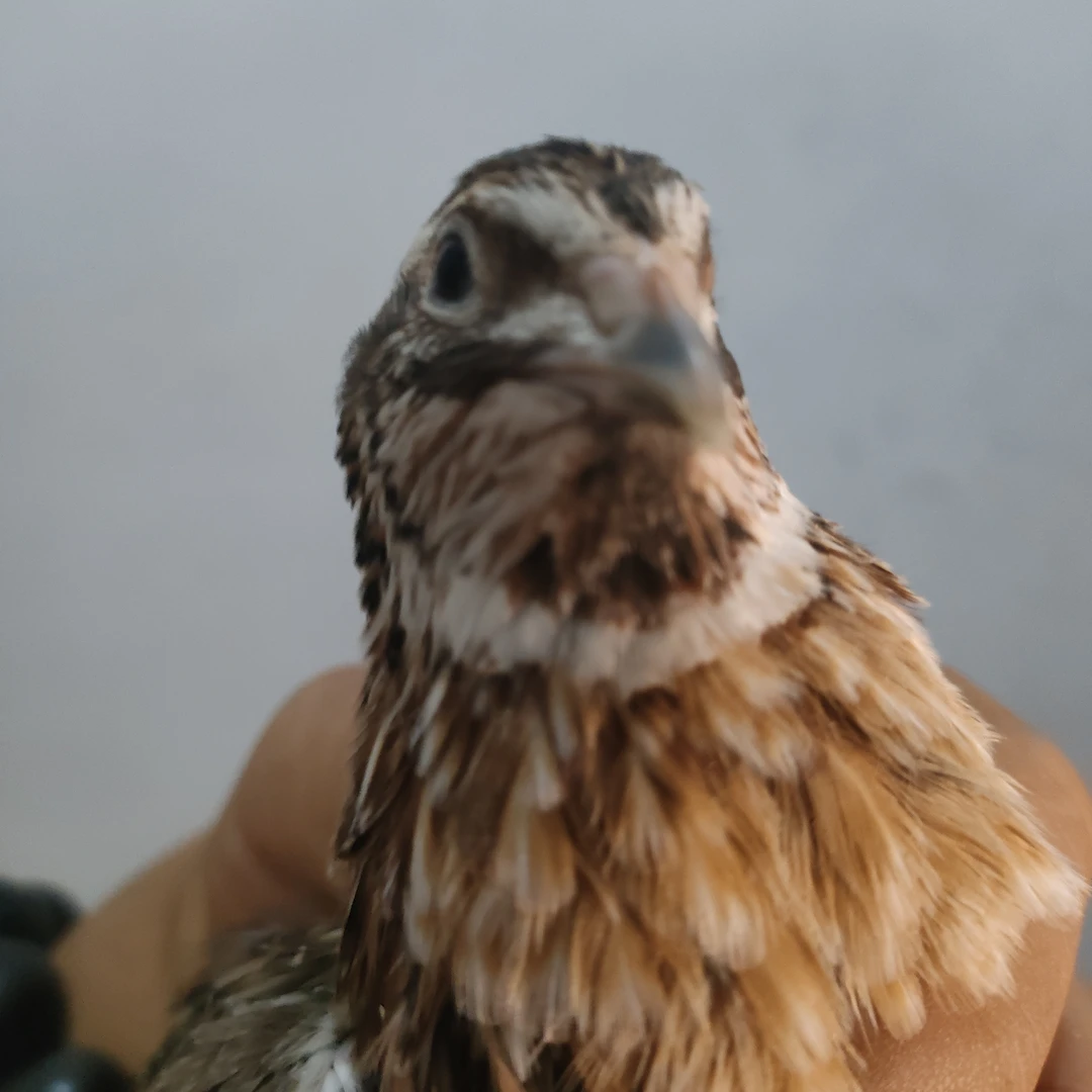 斗架鹌鹑，斗鹌鹑打架鹌鹑