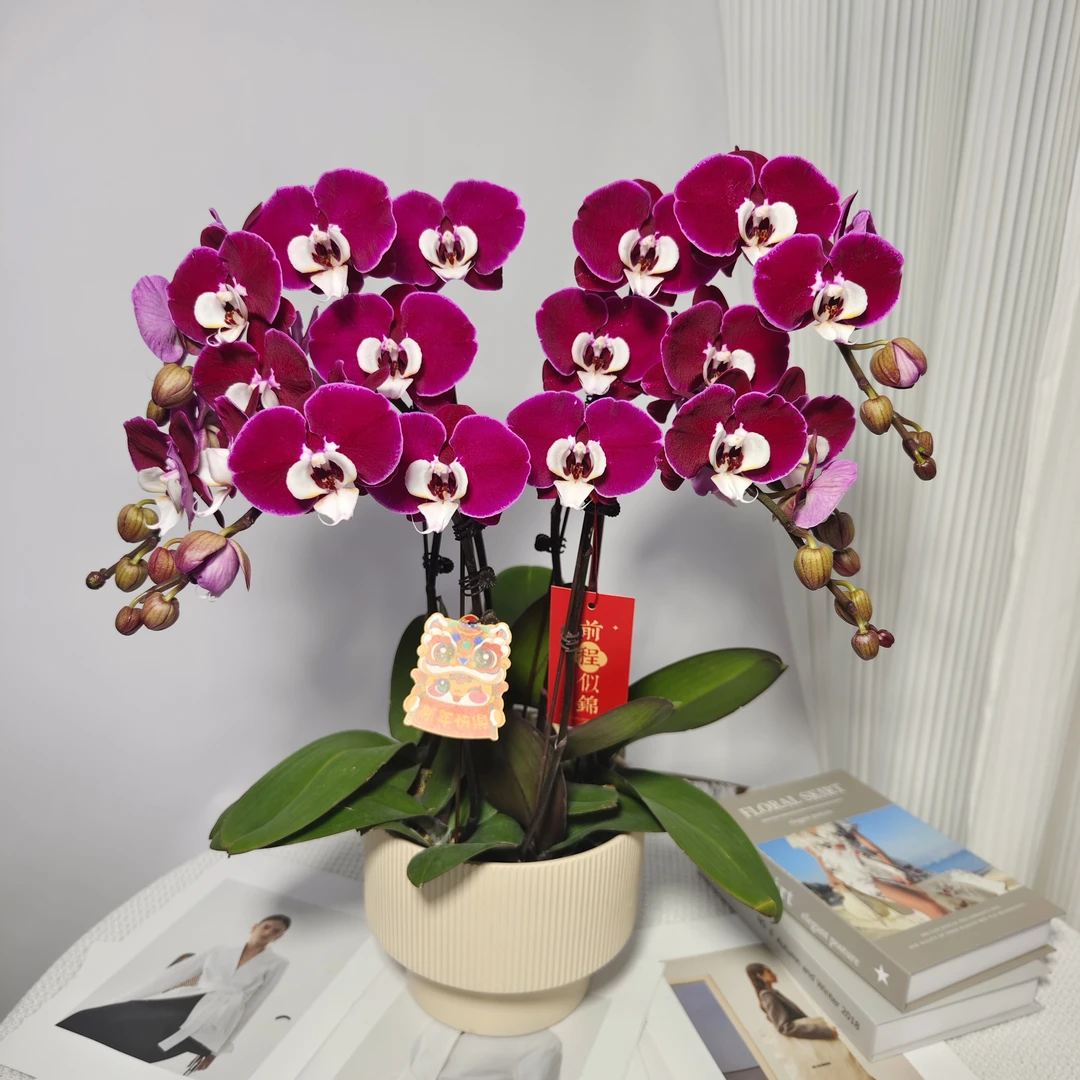 蝴蝶兰<米歇尔>正红色花 鲜花绿植 带花带花苞 送人送礼