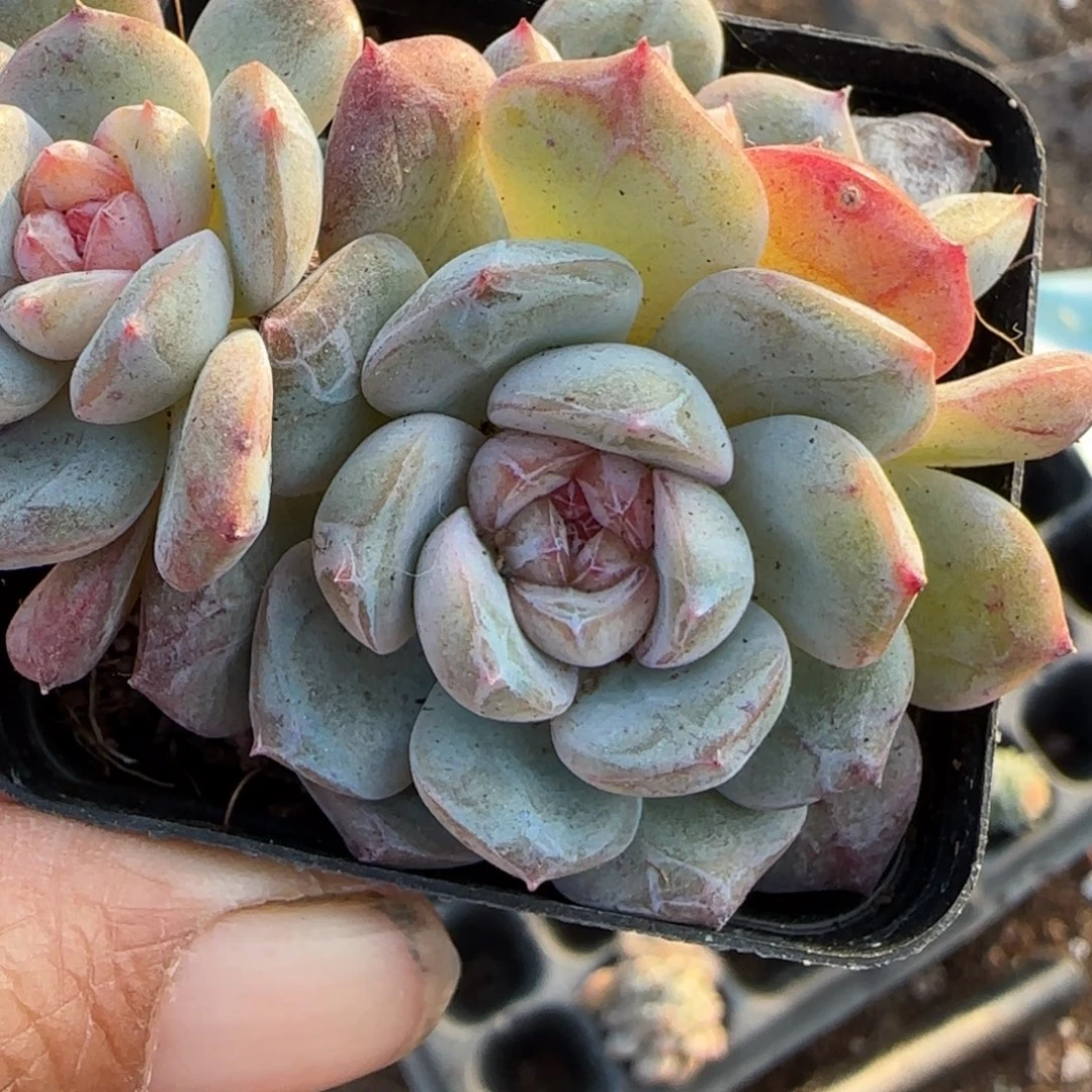 小卡拉米糖心一物一拍