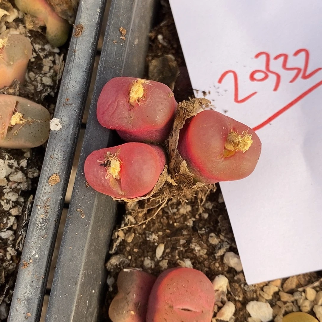 20332。  一颗。  三头。