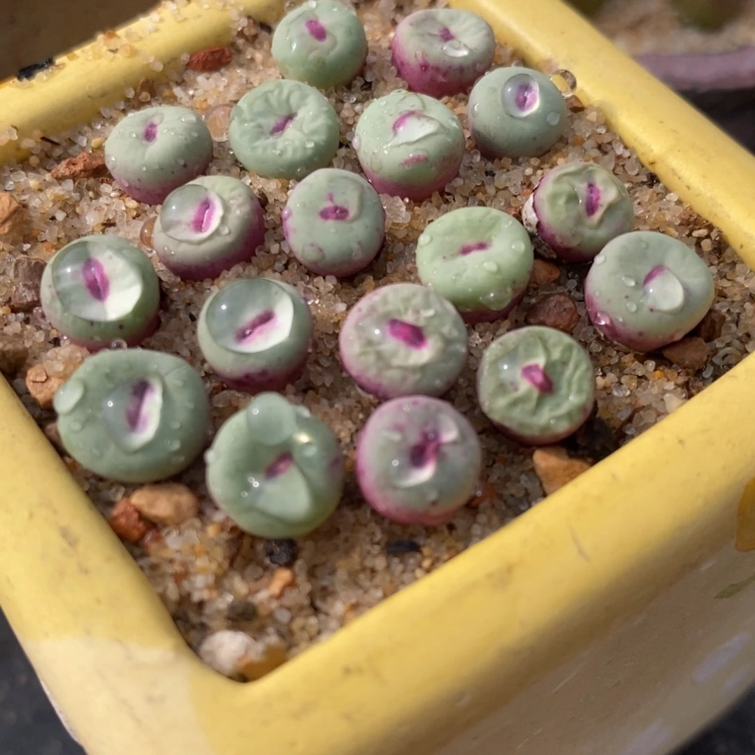 香肠嘴SE小红嘴一颗