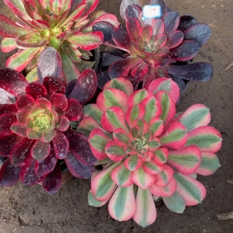 134多肉植物组合