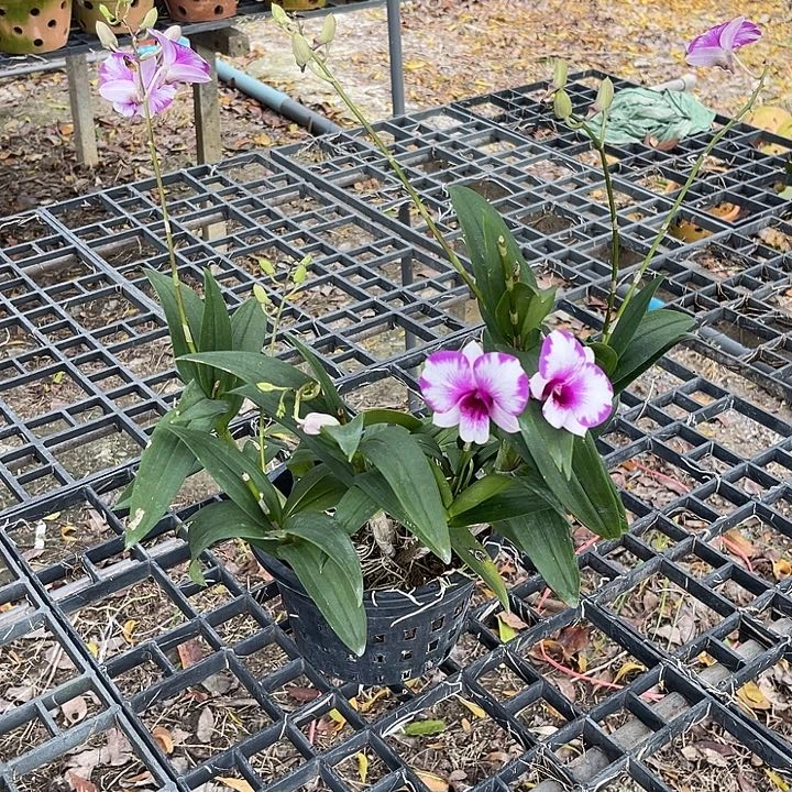 当前无花朵，栽培后可花朵丫丫泼387