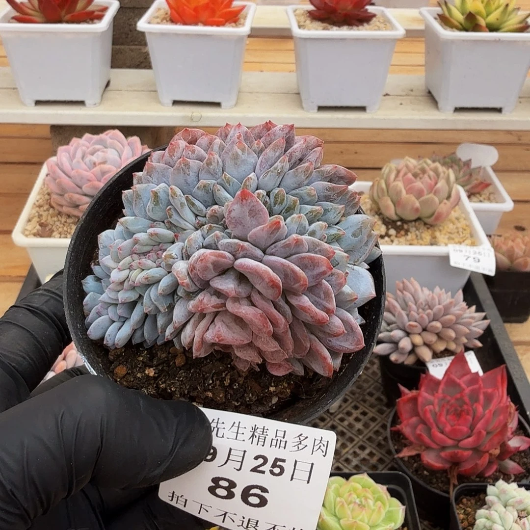 0925-86温斯莱特缀
