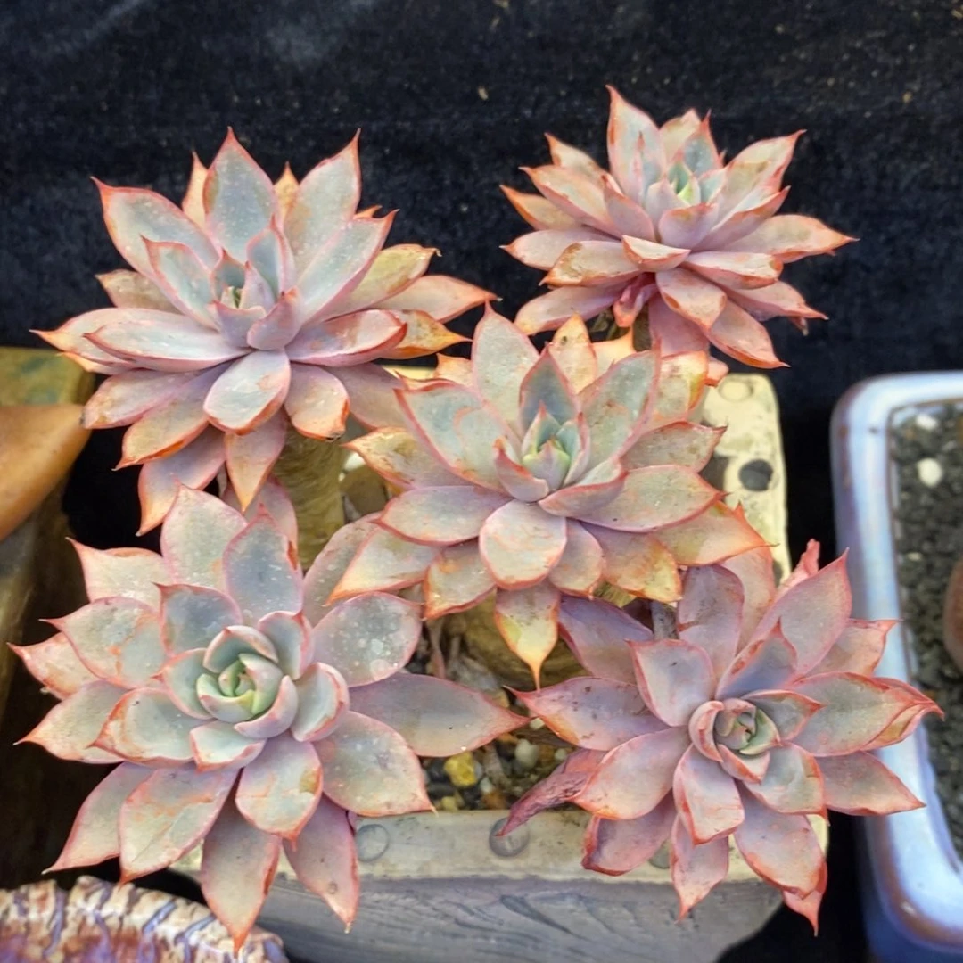 赫拉多肉植物盆栽