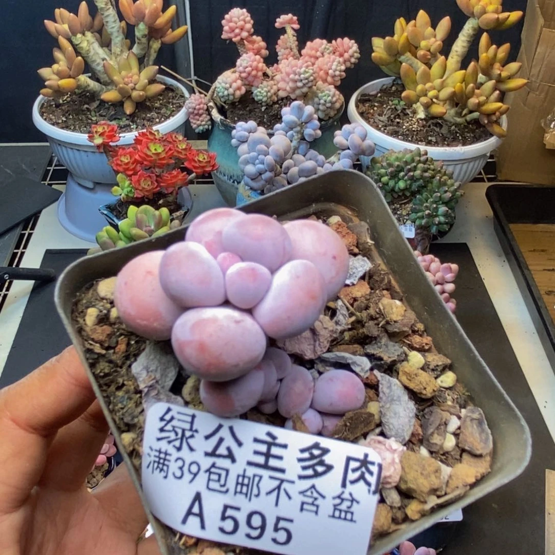 595橙奶多肉肉3cm