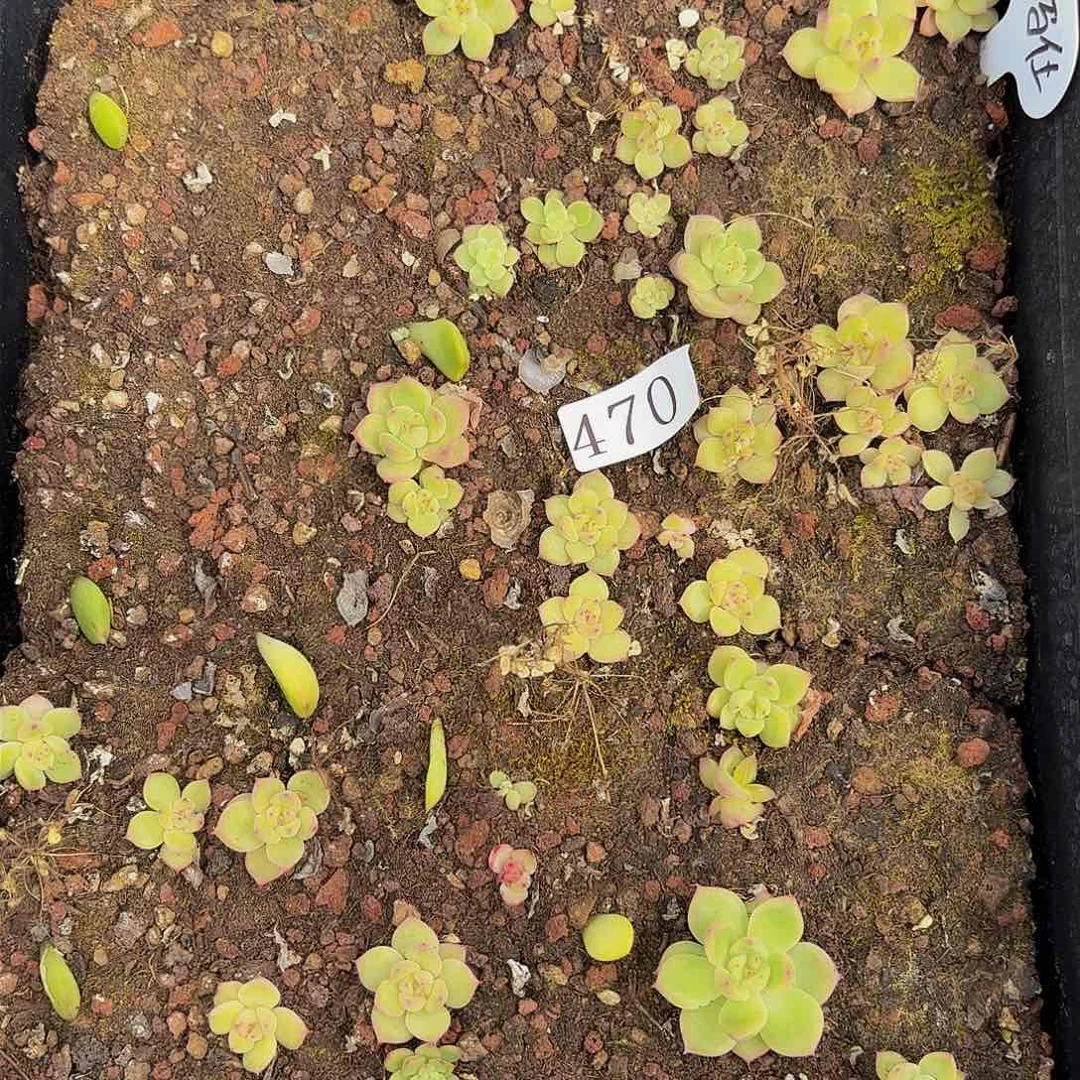 多肉植物多肉植物470