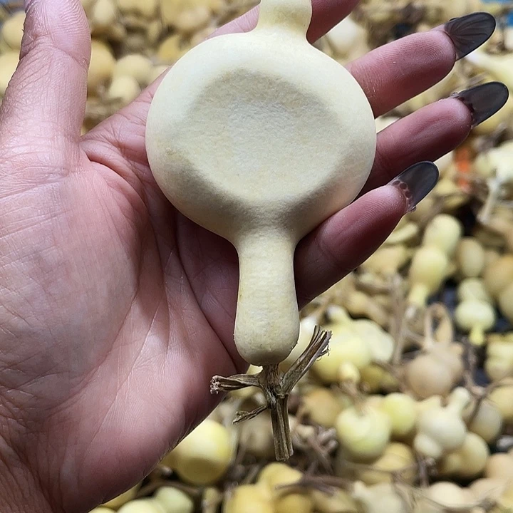 无***宝大叶紫檀（黑酸枝木类）