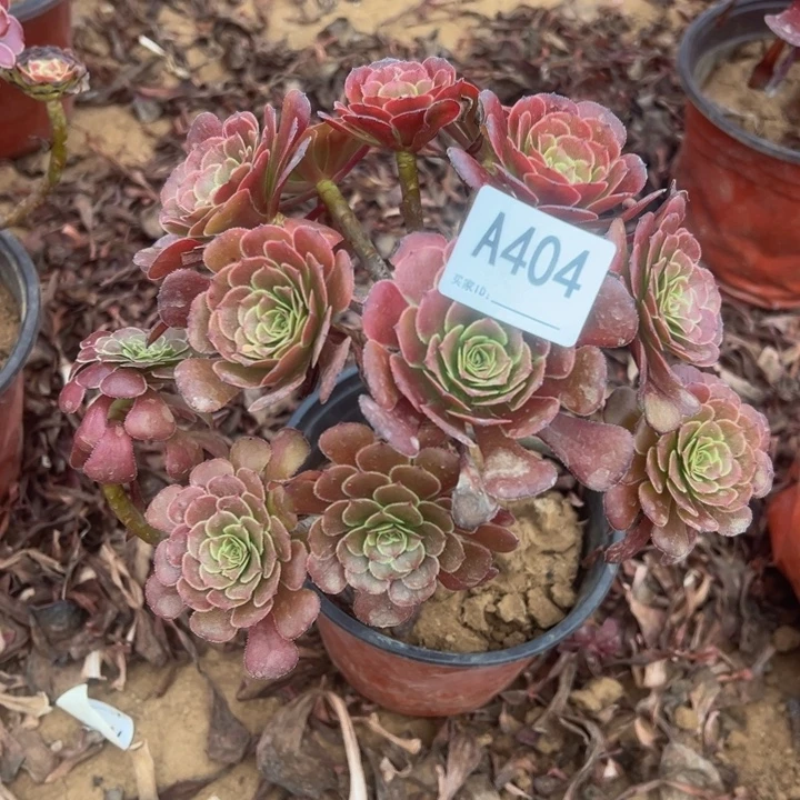 黑萝莉多肉植物404.