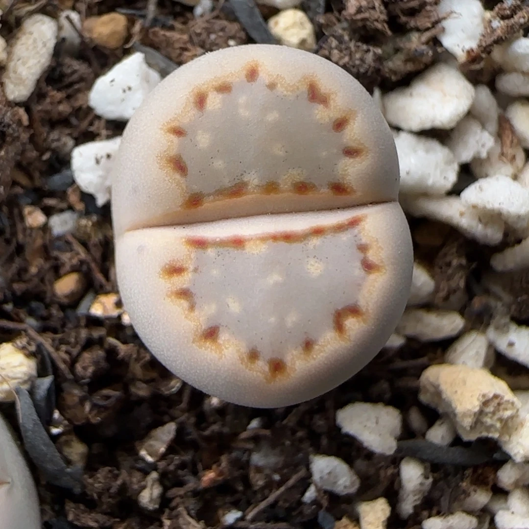 1.3.c24饼干.9034福利