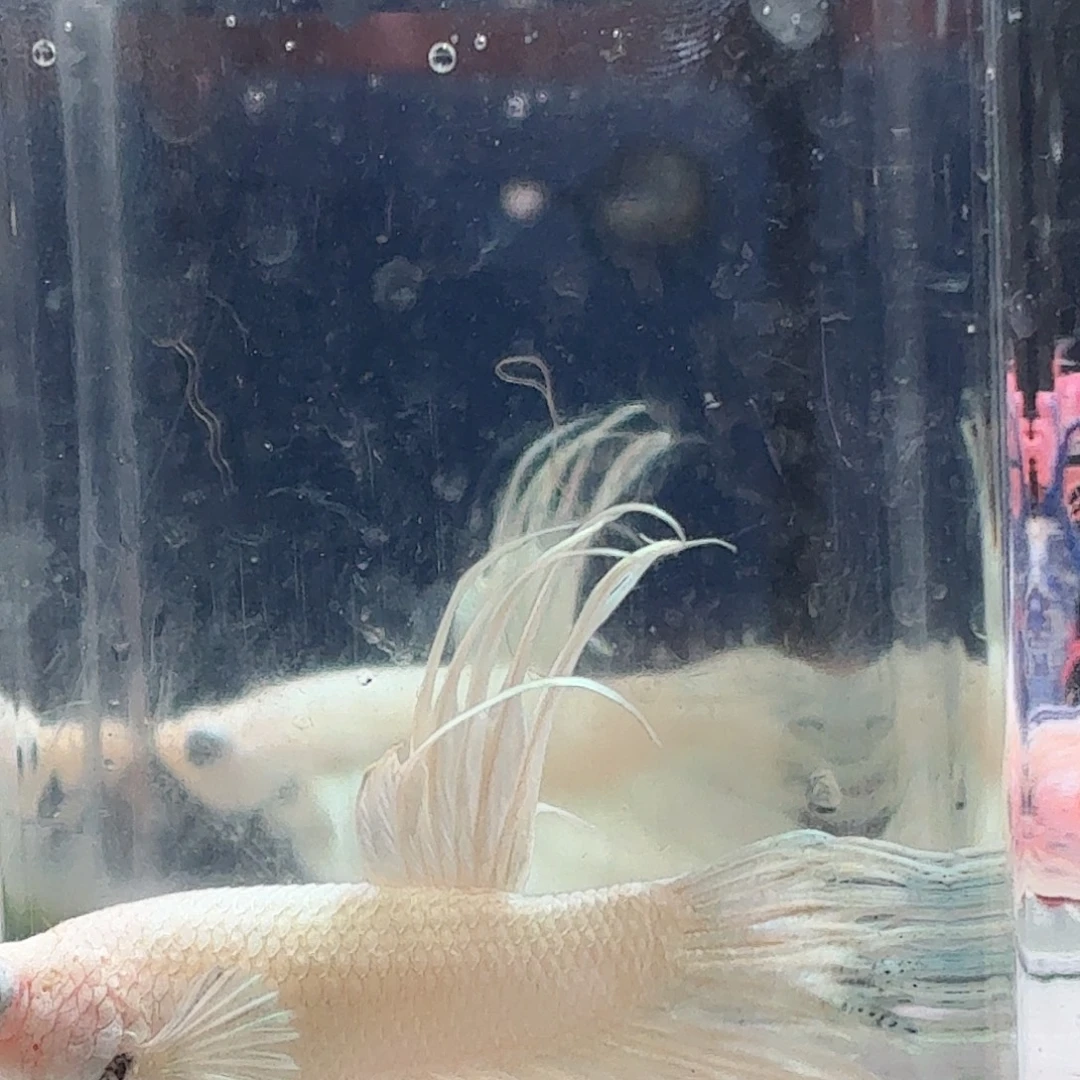 斗鱼泰国斗鱼直播49