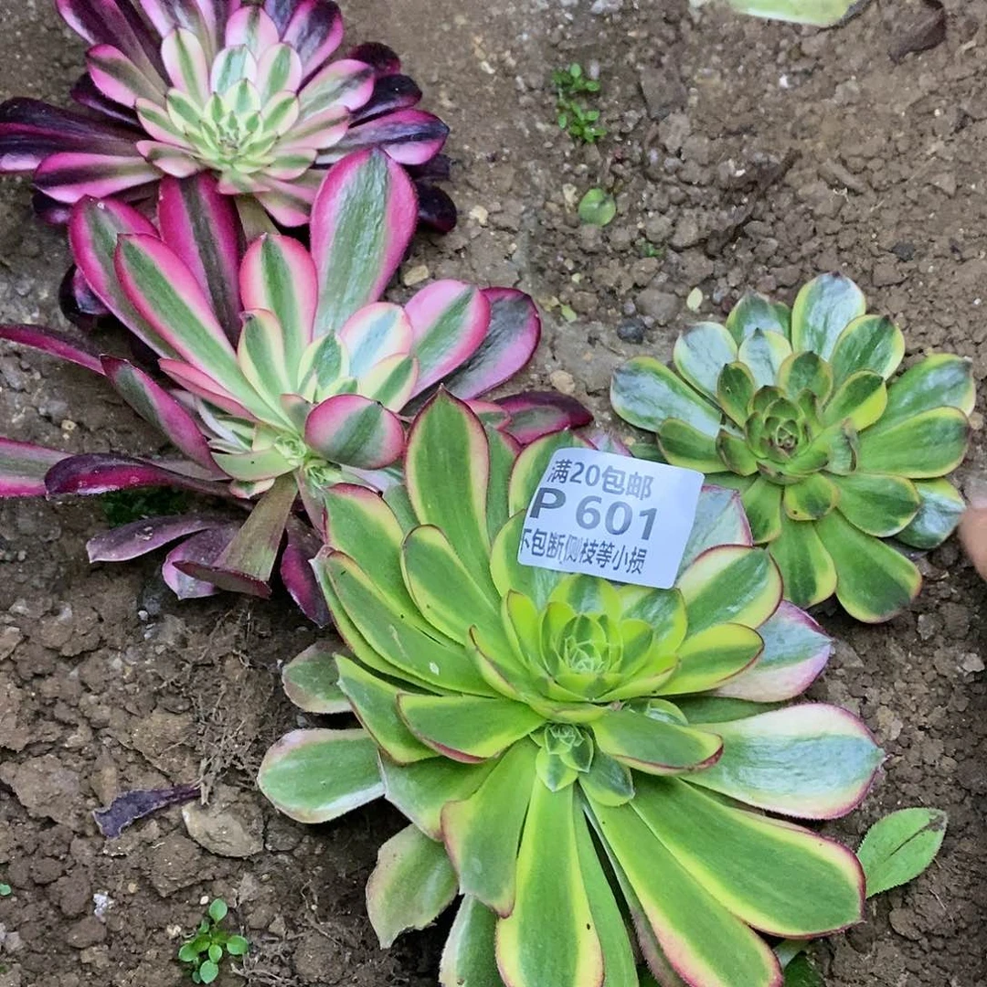 601月亮女神美杜莎奶白锦半夏四棵