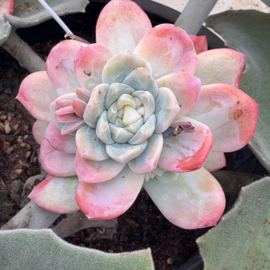 冰玉锦带侧芽一颗