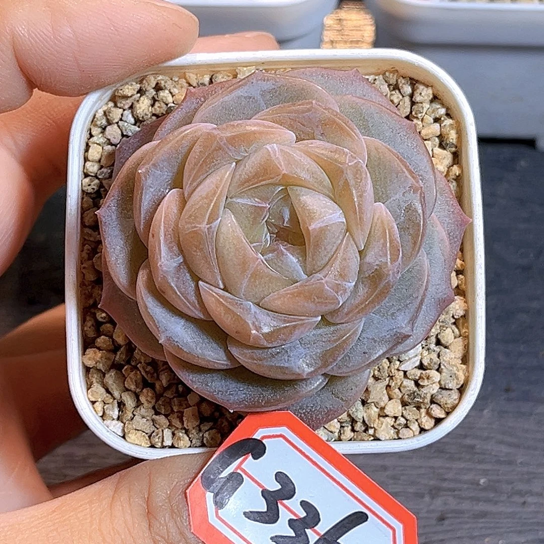 G336 一物一拍多肉 月宴