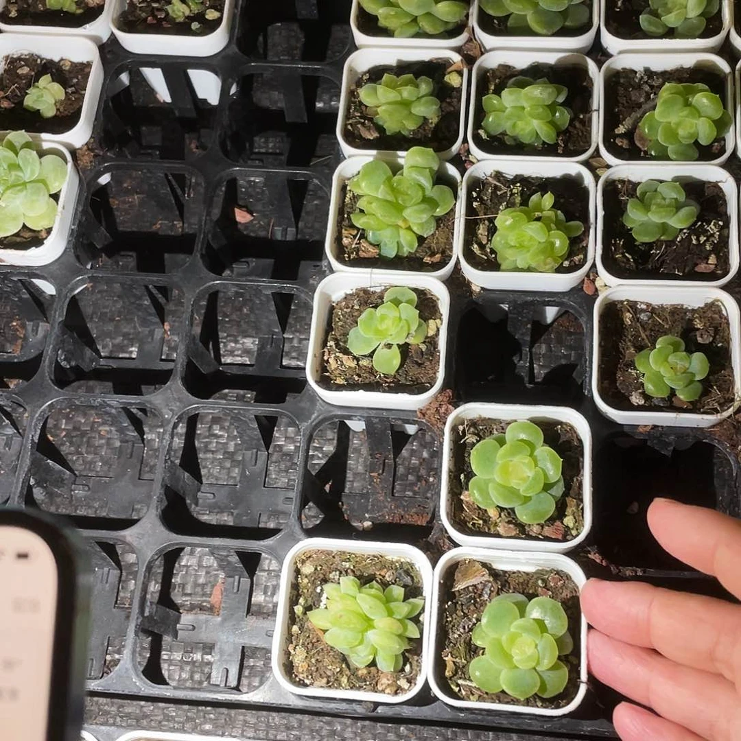 无尽灯中苗盆6号床一个满25包邮