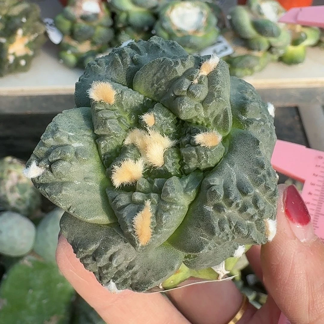 全部花朵大尤连山怒涛604