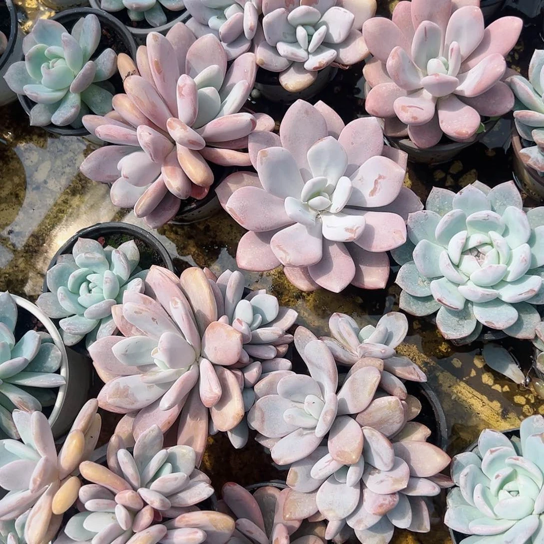 【闪购商品】无花朵粉兔一堆