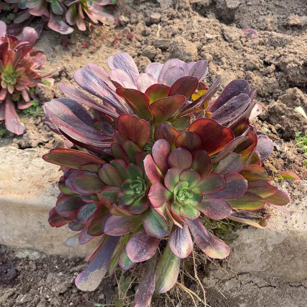 爱神多肉法师断枝不包