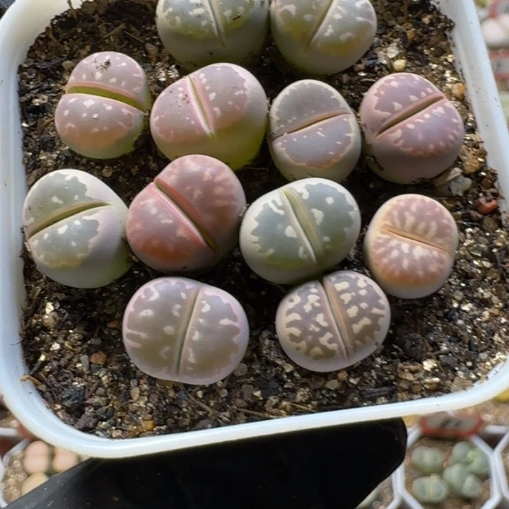 I***r生石花3:：：。  38号