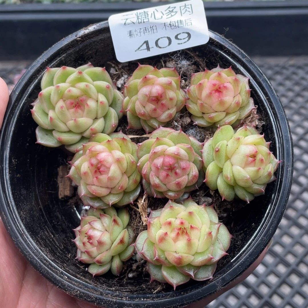 云糖心多肉植物409