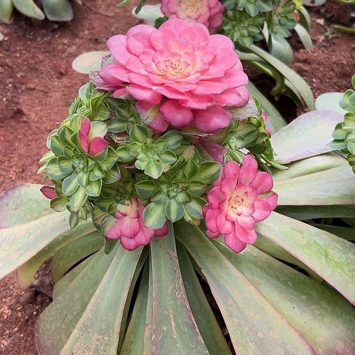 ****子精品多肉植物知否