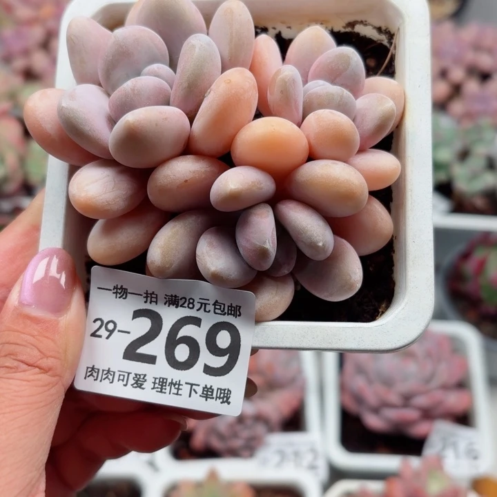 粉兔多肉多肉植物多肉多肉多