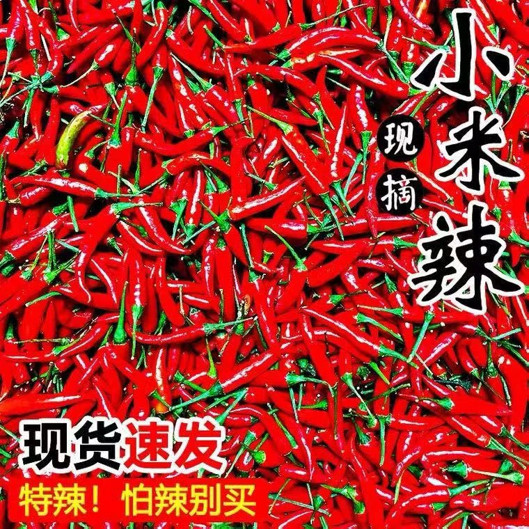 小米辣云南新鲜现摘特辣小米椒可做泡椒剁椒优质蔬菜
