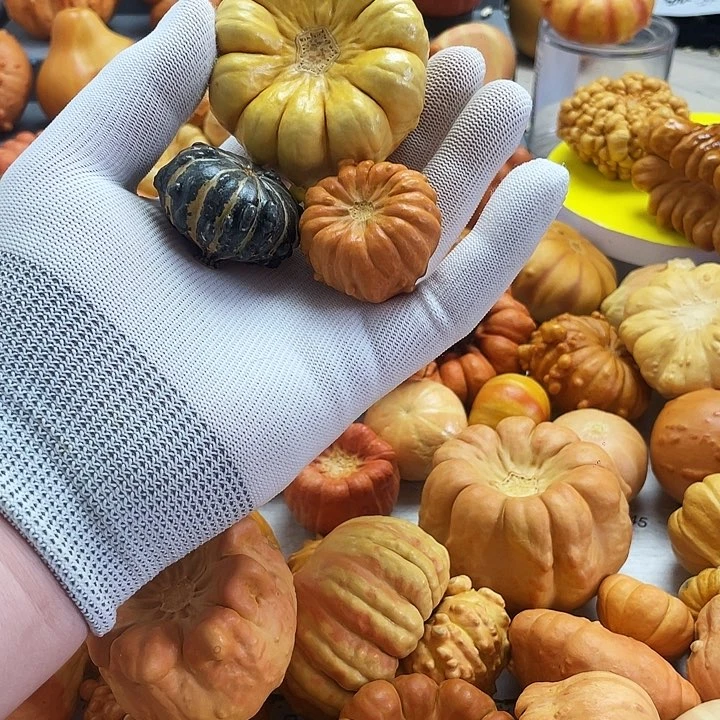 小***总墨西哥七彩高的葫芦