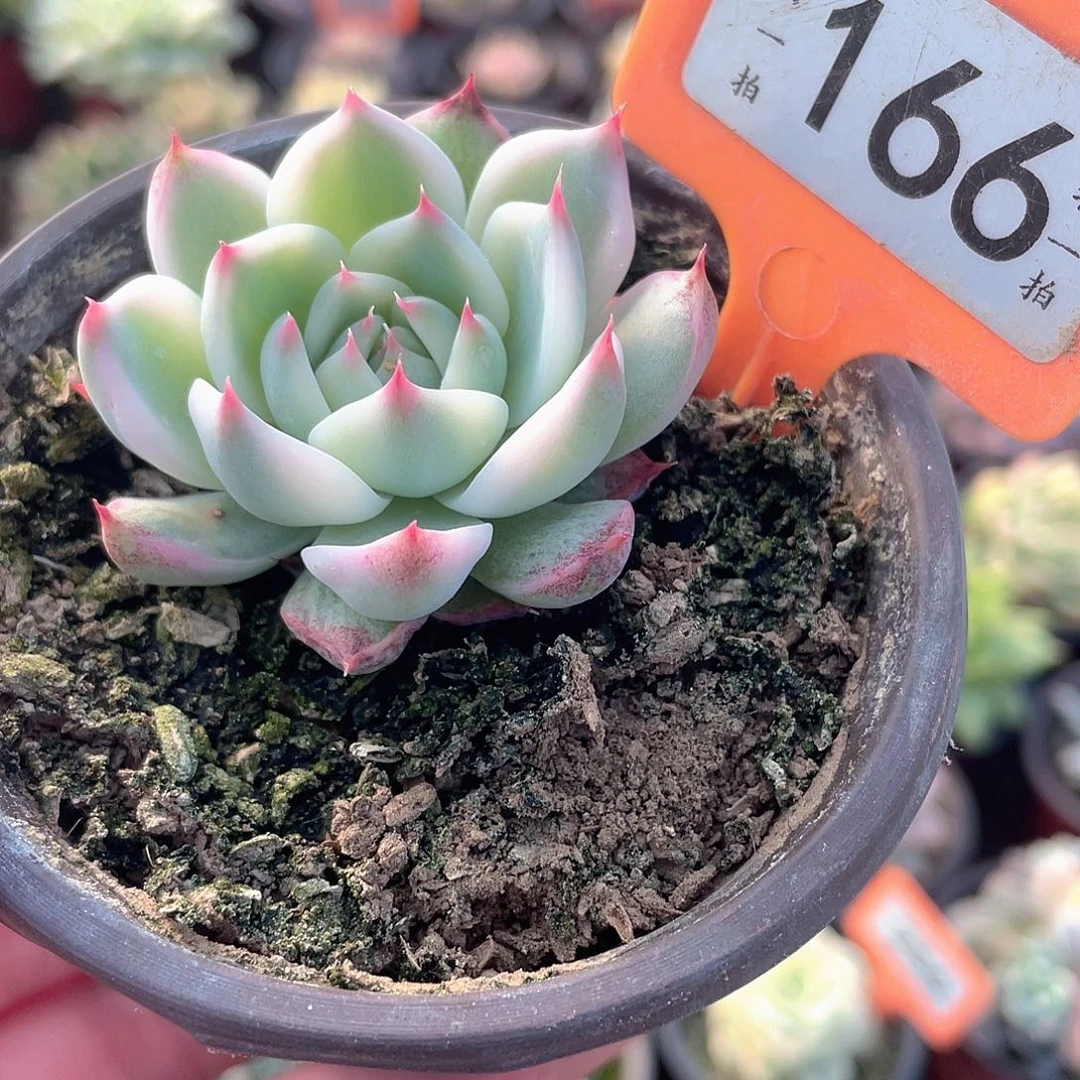 166号小吉娃娃锦多肉